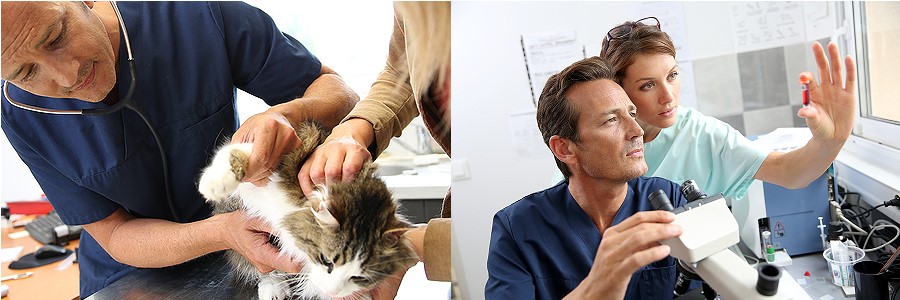 Central Florida Academy of Veterinary Medicine – Home
