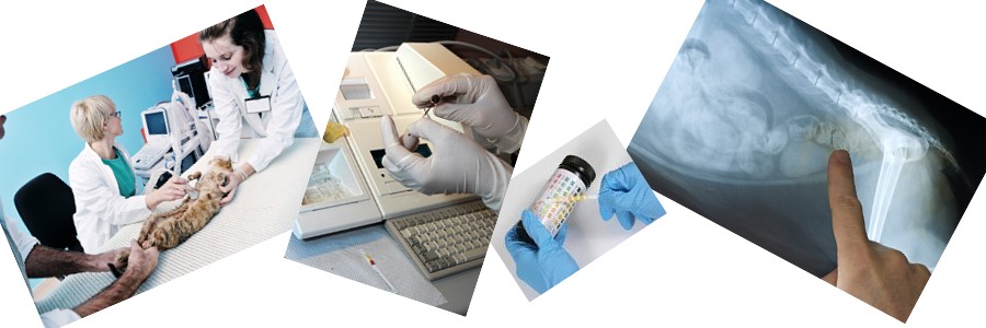 Central Florida Academy of Veterinary Medicine – Home
