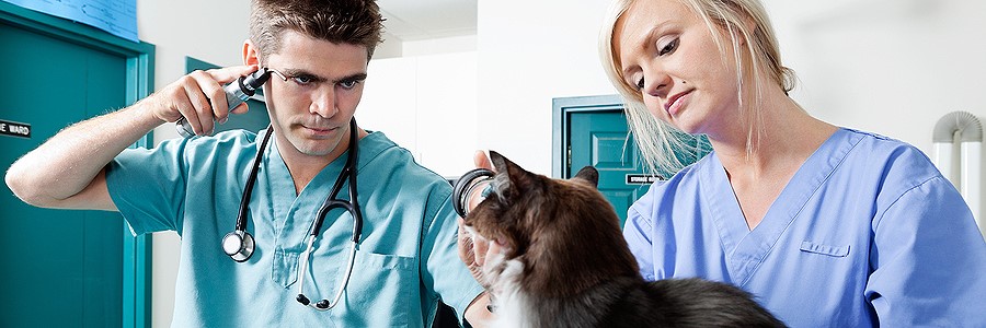Central Florida Academy of Veterinary Medicine – Home